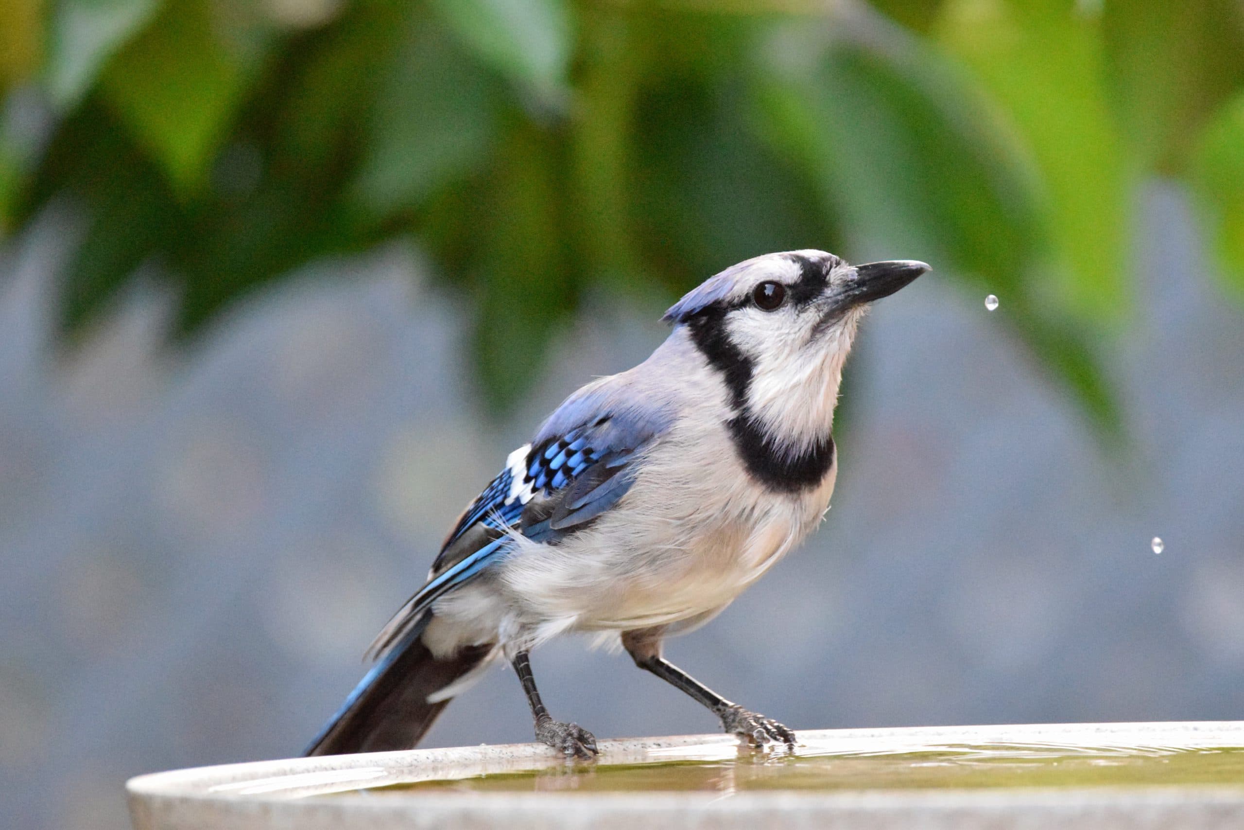 Kako pomoći ptićima?